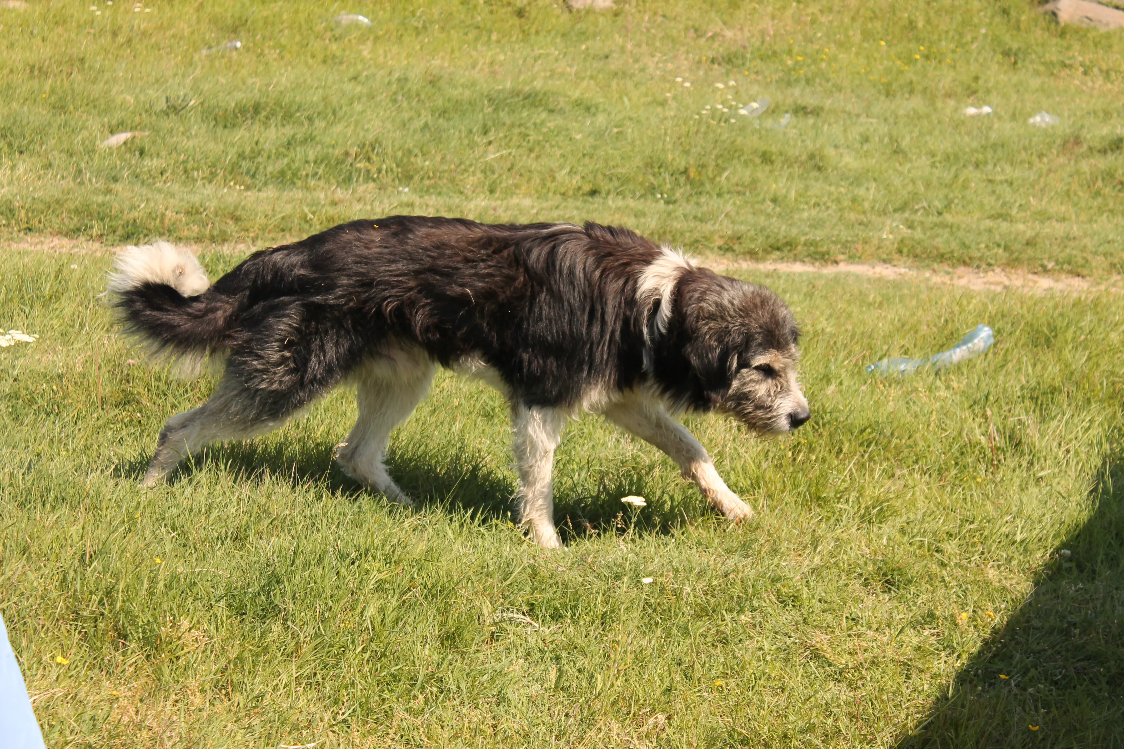 Image of a dog